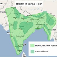Where Do Bengal Tigers Live? – Habitat