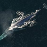 How Much Does A Blue Whale Weigh? - Blue Whale Weight