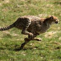 How Fast Can a Cheetah Run? - Cheetah Top Speed