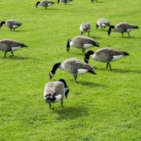 What do Canadian Geese Eat? - Canada Goose Diet