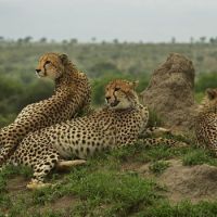 What Do Cheetahs Eat? - Complete Guide to Cheetah Diet & Eating Habits