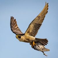 What Do Peregrine Falcons Eat? - Peregrine Falcon Diet