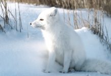 how do arctic fox protect themselves?
