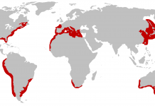 Where do Great White Sharks live? Great White Shark Habitat