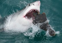 How Do Great White Sharks Hunt? – White Shark Hunting