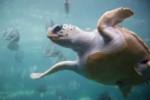 Loggerhead_sea_turtle Loggerhead_sea_turtle