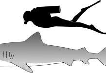 How long do Great White Sharks Get? – Great White Shark Growth