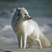 arctic fox where do arctic foxes live
