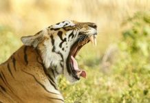 what do bengal tigers eat