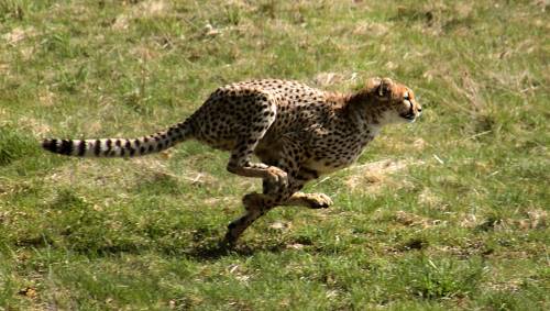 how fast does a cheetah run