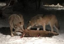 what do gray wolves eat