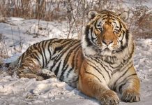 how big do siberian tigers get