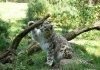 How Long Do Snow Leopards Live? – Snow Leopard Lifespan how long do snow leopards live
