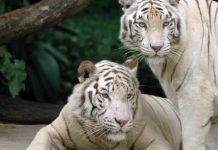 How Long Do White Tigers Live? – White Tiger Lifespan how long do white tigers live