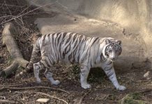 What Do White Tigers Eat? – White Tiger Diet & Eating Habits