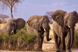 African elephant what do african elephants eat