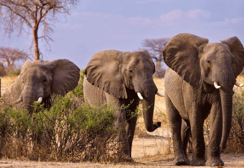 what do african elephants eat