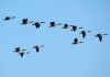 Where do Canadian Geese Migrate to? – Canadian Geese Migration