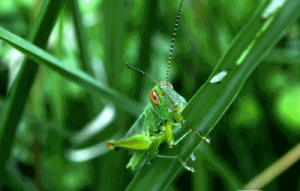 what do grasshoppers eat