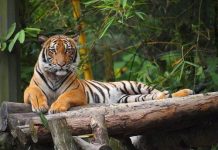 What Do Malayan Tigers Eat? – Malayan Tiger Diet & Eating Habits what do malayan tigers eat