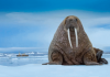 What Do Walruses Eat? – Walrus Diet and Eating Habits what do walruses eat