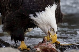 bald-eagle bald-eagle