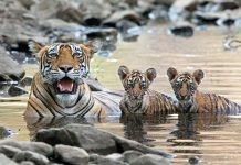 How Many Babies Do Bengal Tigers have? how many cubs do bengal tigers have