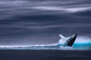 blue whale blue whale