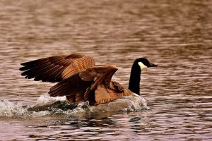 canadian geese canadian geese
