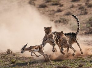 what food do cheetahs eat