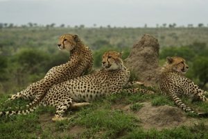 cheetah what do cheetahs eat