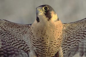 falcon falcon