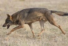 where do gray wolves live