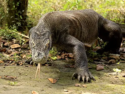 where do komodo dragons live