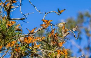 how long do monarch butterflies live