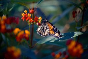 monarch butterfly what do monarch butterflies eat