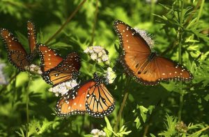 what do monarch butterflies eat