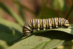 what eats monarch butterflies