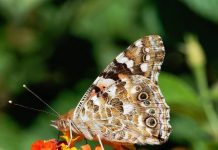 How Long Do Butterflies Live? how long do butterflies live