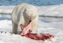 what do polar bears eat