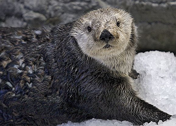 why are sea otters endangered?