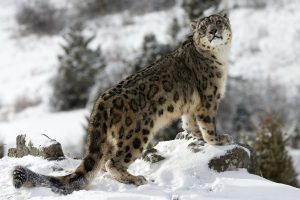 snow-leopard snow-leopard