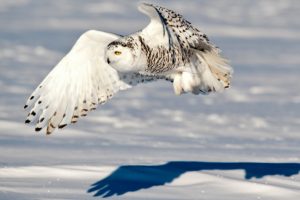 snowy owl snowy owl