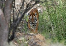 What Do South China Tigers Eat? what do south china tigers eat