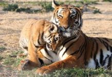 Where Do South China Tigers Live? where do south china tigers live