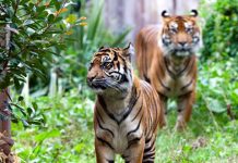 What Do Sumatran Tigers Eat? – Sumatran Tiger Diet & Eating Habits what do sumatran tigers eat