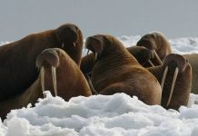 what eats walruses