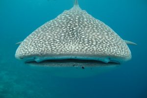 whale shark whale shark