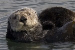 northern sea otter what do sea otters eat