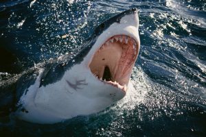 white shark white shark